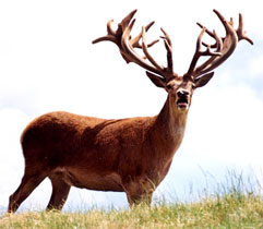Red Stag Hunting at High Adventure Ranch