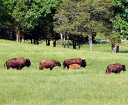 Roaming Buffalo in Missouri
