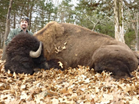 Hunting Buffalo in the Winter