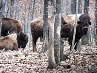 Buffalo Hunting in the Winter