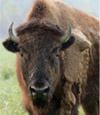 Buffalo Hunts at High Adventure Ranch