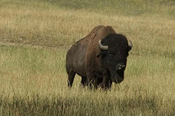 Buffalo in Missouri