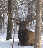 Elk in the snow in Missouri