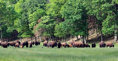 Bison herd roaming in Missouri