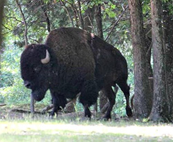 Missouri Buffalo Hunting