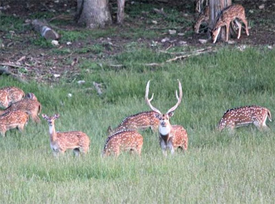 Exotic Deer Hunts in Missouri