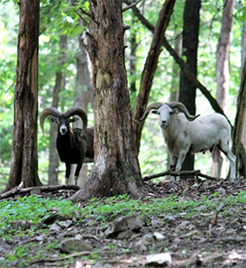 Exotic Ram Hunts in Missouri