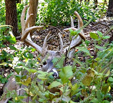 Missouri Whitetail Deer