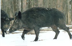 Boar Hunting at High Adventure Ranch