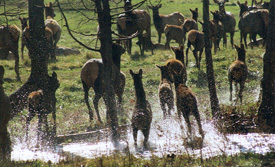 Cow Elk Hunting
