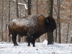 Buffalo in Winter