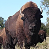 American Bison 