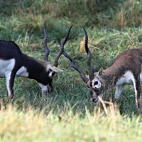 Blackbuck Antelope Hunt