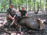 bull elk hunt