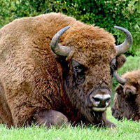 European Buffalo