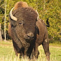 Mountain Bison