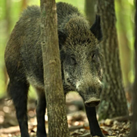 Missouri Russian Boar Hunt