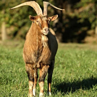 Spanish Goat Hunt at High Adventure Ranch