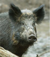 Boar Hunts at High Adventure Ranch