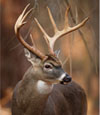 Deer Hunts at High Adventure Ranch