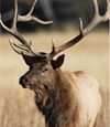 Elk Hunts at High Adventure Ranch