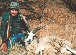 Jacob Four Horn Ram Hunting at High Adventure Ranch