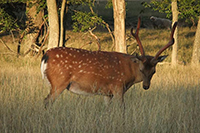 Axis Buck Hunting at High Adventure Ranch