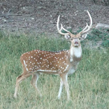 Axis Deer Hunt at High Adventure Ranch