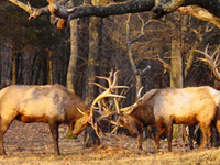 Missouri Elk