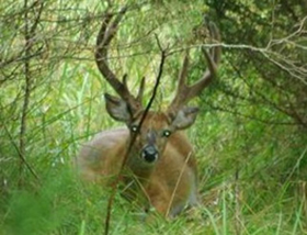 Deer in Missouri