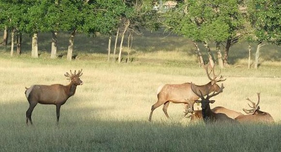 Deer in the Summer at High Adventure Ranch