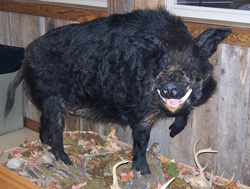 Wild Boar Hunt at High Adventure Ranch