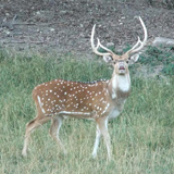 Fallow Deer Hunt at High Adventure Ranch