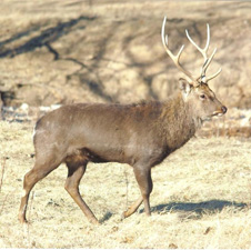 Sika Deer Hunts at High Adventure Ranch