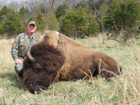 Trophy Buffalo Hunting at High Adventure Outfitter