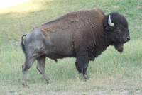 Trophy Buffalo Hunting in Missouri