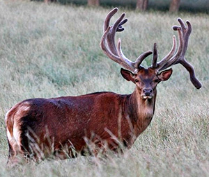Missouri Red Stag