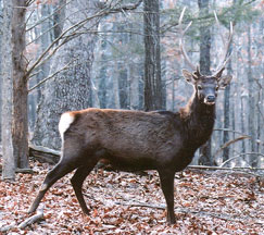 Sika Deer Hunting at High Adventure Ranch 