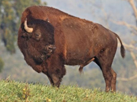 Trophy Buffalo Hunting in the Winter