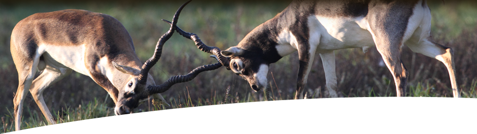 Hunt Black Buck at High Adventure Ranch