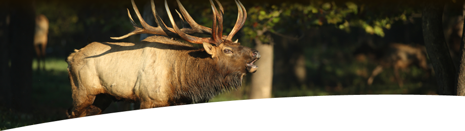 Hunt Elk at High Adventure Ranch