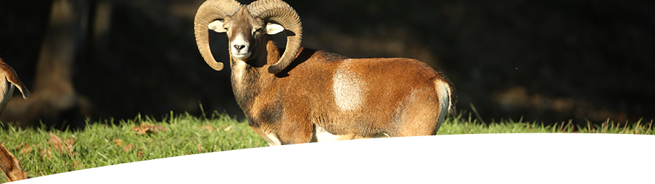 Hunt Mouflon at High Adventure Ranch