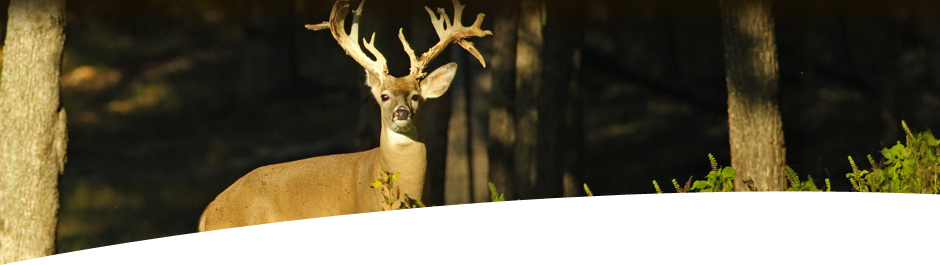 Hunt White Tail Deer at High Adventure Ranch